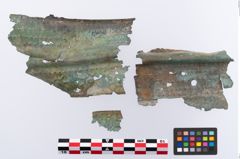 Foto von Bronzerippenziste (NHMW-PRAE-070976)